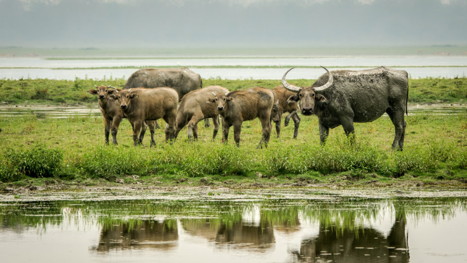 Asiatic water buffalo. PHOTO: Nejib Ahmed / Wikimedia Commons
