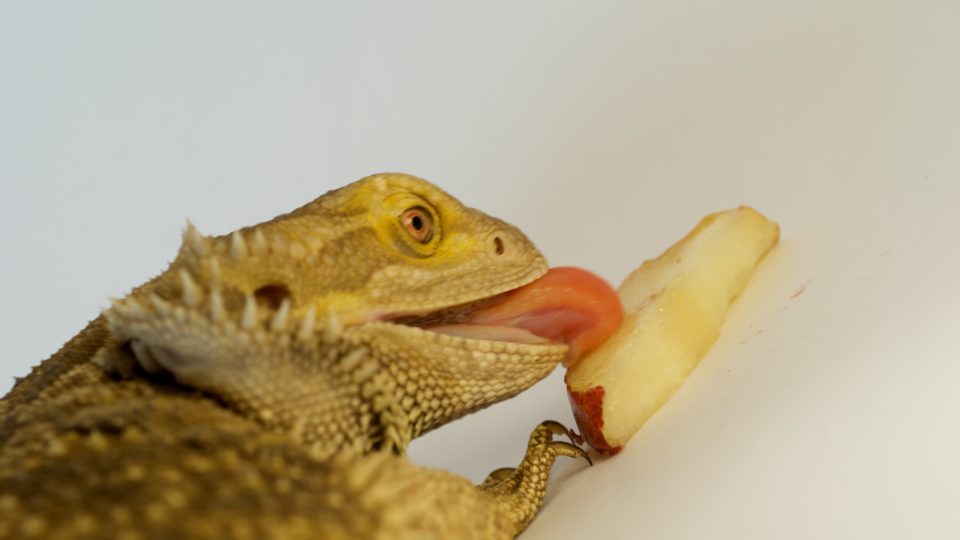 Please, just leave me be with my pear, k? -bearded dragon