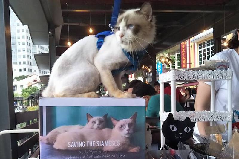 Photo: Saving our Siameses / Facebook