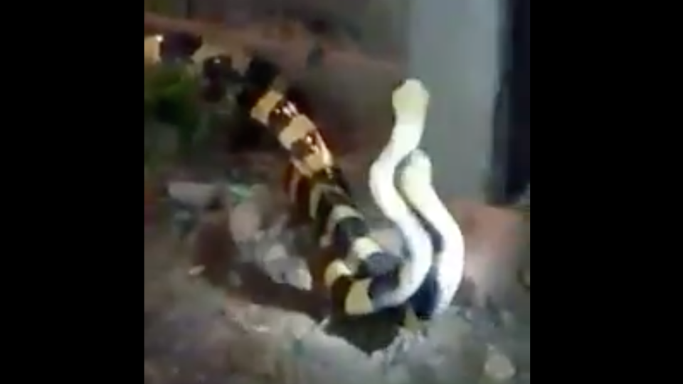 Screenshot of snakes mating.