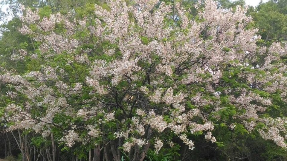 The Palawan Cherry Blossom is also known as Balayong. PHOTO: Instagram/Sharon Madriñan-Garcia