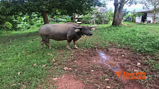 Photo: Thai PBS