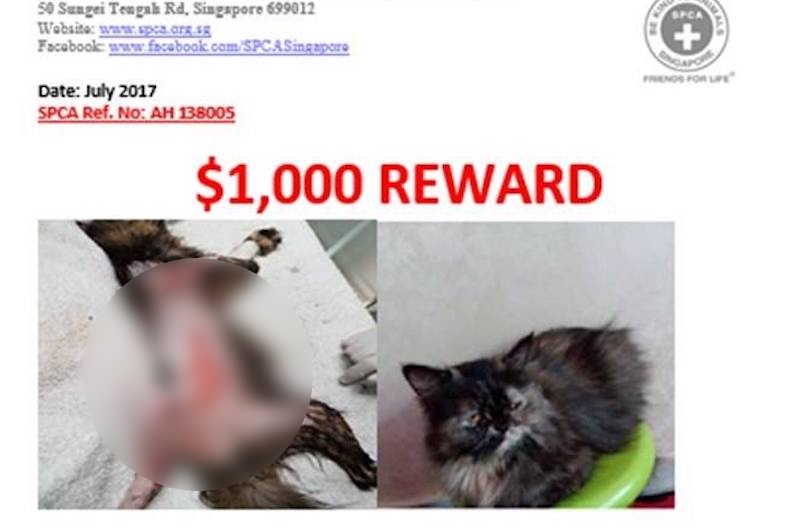 Photo: SPCA / Facebook