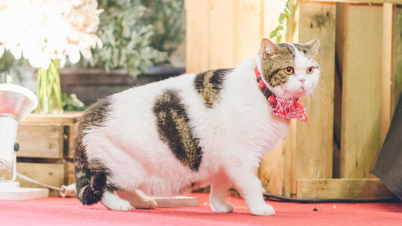 Photo: Kingdom of Tigers/ Facebook