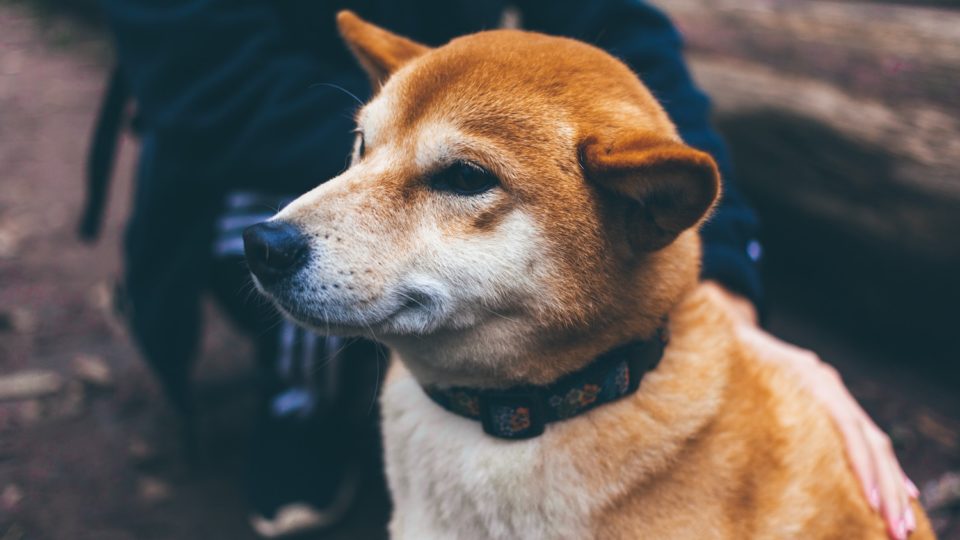 Photo:  Christal Yuen / Unsplash