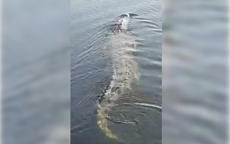 Photo: Video screengrab