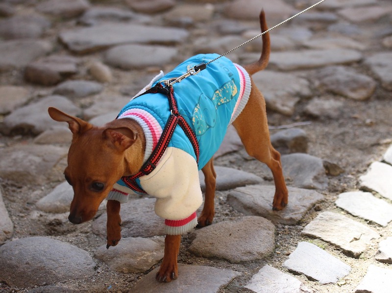 dog in jacket