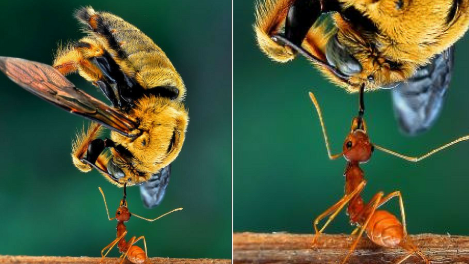 Photo: Eko Adiyanto / Instagram


