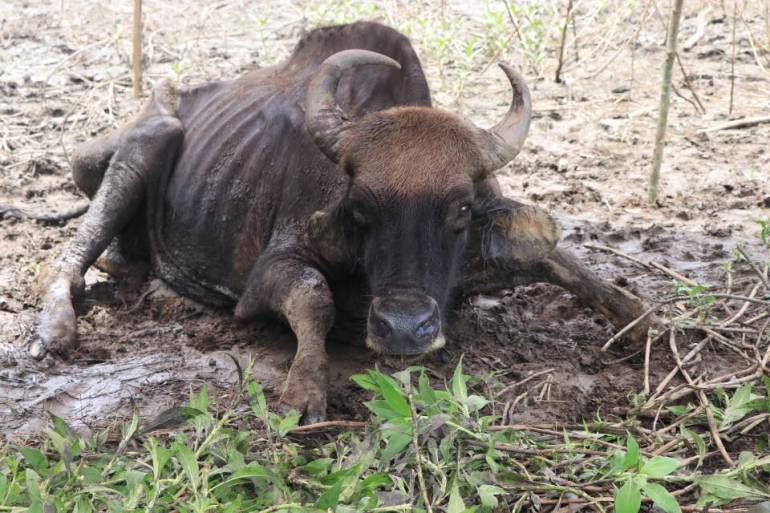 Mali died on Saturday morning, shortly after she was rescued from a mud pit in the Hala Bala Forest, in the southern province of Yala. The gaur appeared skinny and was believed to have been stuck in the bog for nearly a week. Photo: Hala Bala/ Facebook