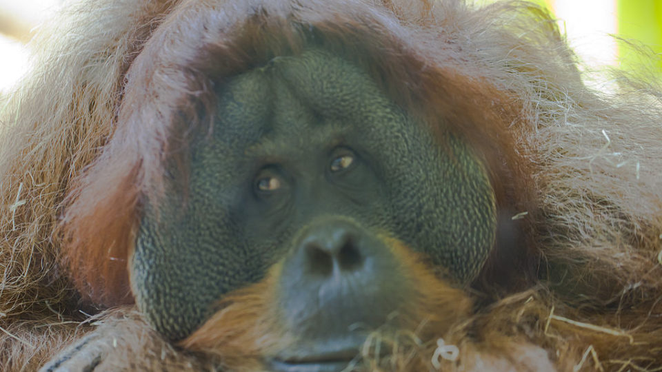 An orangutan native to Borneo is seen in this 2012 photo. DIEGO DELSO, delso.photo, License CC-BY-SA