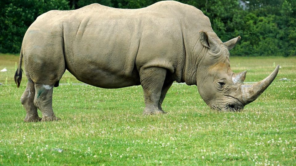 A white rhinoceros. Photo (for illustration only): Dennis Jarvis via Wikimedia Commons