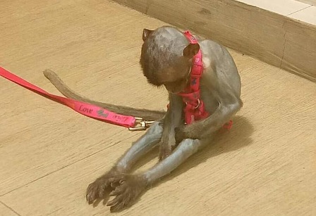Sad monkey sits in the sun tied to the curb of a massage parlor. Photo from Jaeson Santos’ Facebook page