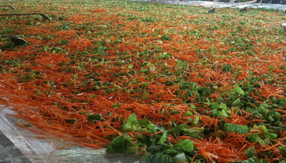 La Trinidad, Benguet targets a new Guinness World Record by preparing a 1.3-ton vegetable salad on Thursday. Photo by ABS-CBN News