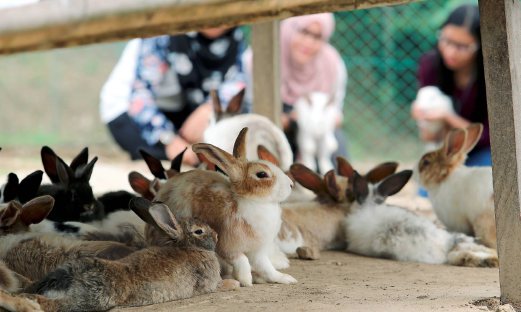 BUNNY LOVE! via Arnab Village