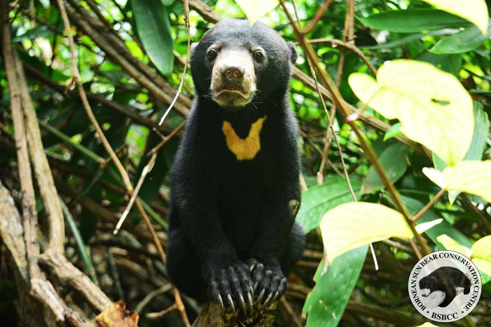 Malaysian sun bear scientist becomes object of CNN affection | Coconuts
