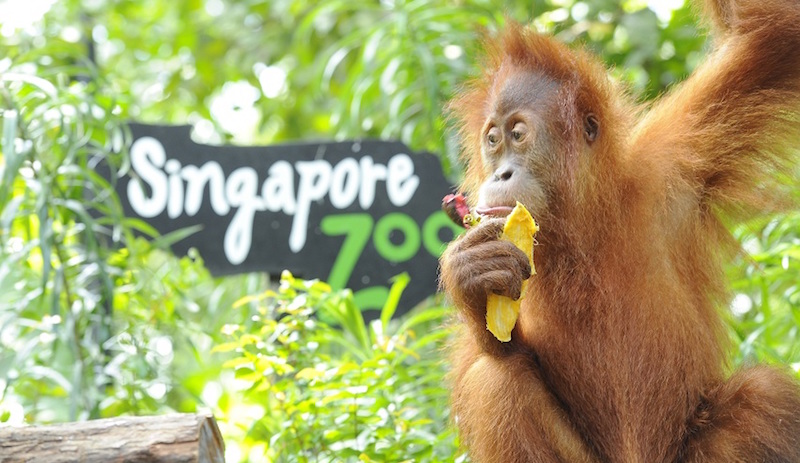 Photo: Wildlife Reserves Singapore