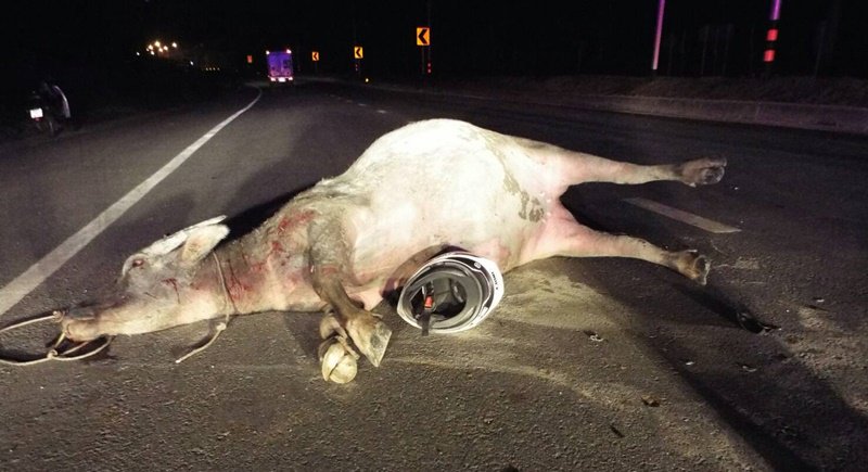 The injured pregnant buffalo was still lying in the road when rescue workers arrived. Photo: Eakkapop Thongtub/ The Phuket News