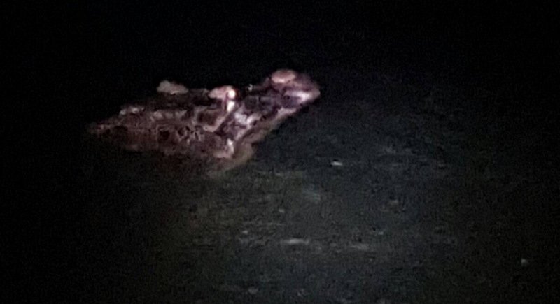 A grainy picture of the the croc, captured before sunrise this morning. Photo: The Phuket News. 