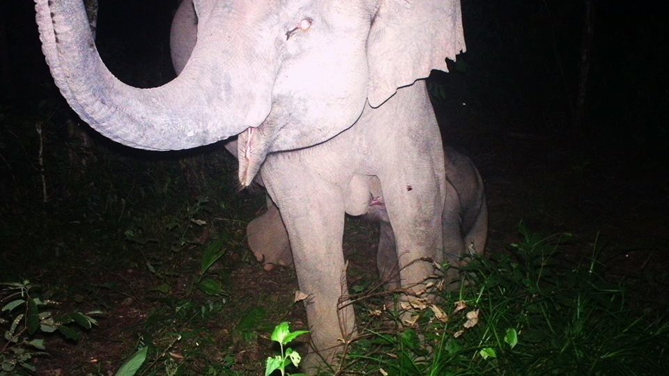 All photos: DNP/Facebook