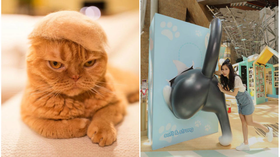 One of the attractions is a series of pictures from Japanese cat hat-maker Ryo Yamazaki, who fashioned this hellish furry toupee after the US presidential election. 
Photos: Rojiman/Langham Place via Facebook