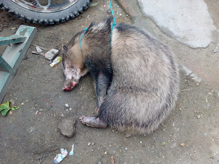 A hog badger confiscated at a Kachin State market. Photo: MOI