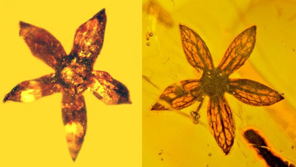 Tropidogyne pentaptera. Photo: Oregon State University