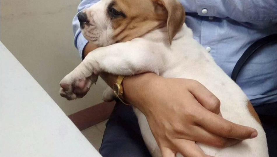 A dog believed to have belonged to the family whose car was crushed by a cement mixer along Mindanao Ave. is under the care of BJMP. (Photo from JO2 Jen Ramirez, BMJP) 