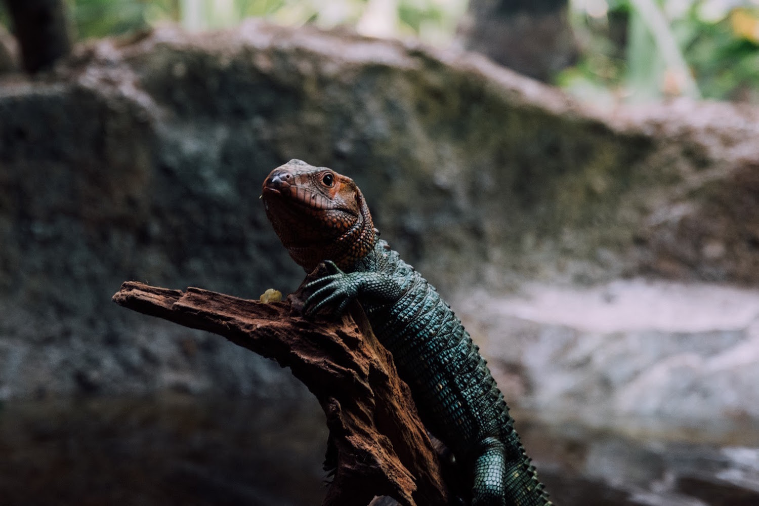 The Caiman lizard. Photo: Coconuts Media