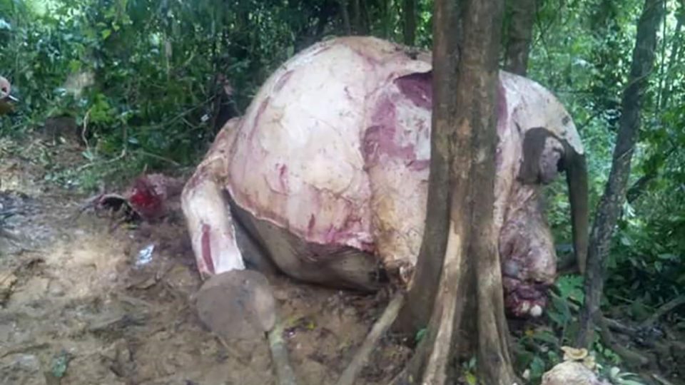 The skinned carcass of an elephant discovered near the spot where poachers were found curing elephant skin in August 2017. Photo: MOI