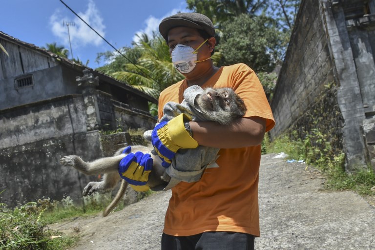 This photograph taken on September 29, 2017 shows an NGO worker carrying a sick monkey after they sedated and prepared to evacuate it from a villager’s house in Sideman, an area close to Mount Agung in Karangasem Regency on the Indonesian resort island of Bali. Photo: Bay Ismoyo/AFP
