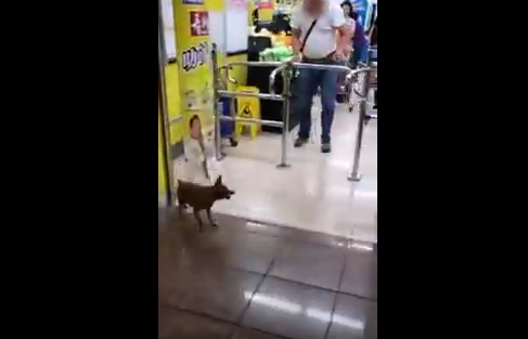 Screen shot shows the dog ran off after being kicked.