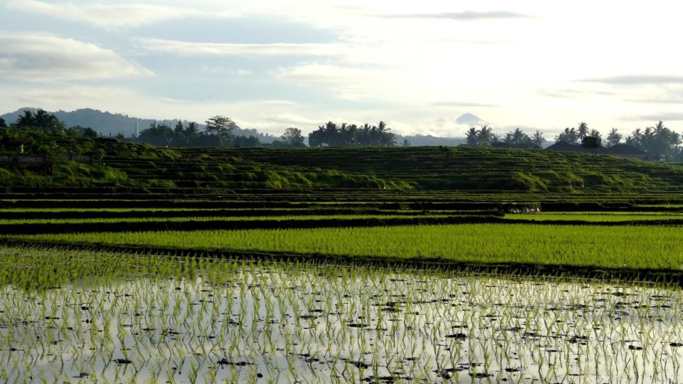 All Bali land should be under deed by 2019, says Indonesian President Joko Widodo. Photo: Alice Karolina Smith/Unsplash