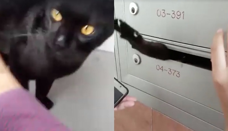 Screengrabs from videos