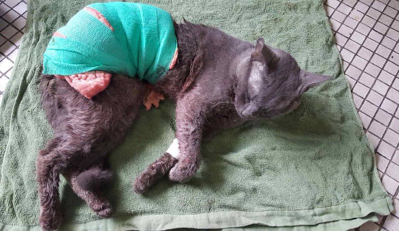 Photo: Agri-Food & Veterinary Authority of Singapore (AVA)/Facebook