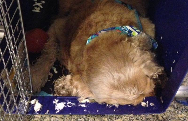 Photo: Shabana Mary Kuruvilla / Facebook