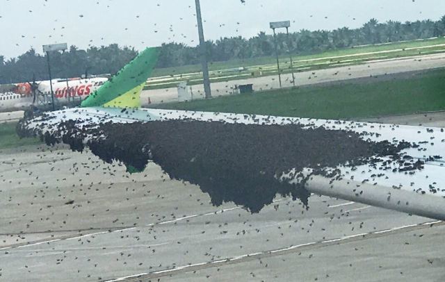 Citilink Indonesia flight QG 885 got attacked by bees upon landing in Medan’s Kualanmu airport on Friday. Photo: Budi Ihsan / Facebook