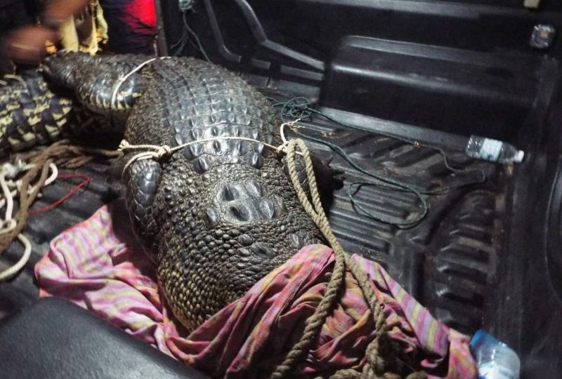 This morning, officials successfully caught the crocodile in the viral drone footage, using fishing nets. Photo: The Phuket News