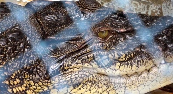 The future of ‘Leypang’, the 200-kilo, three-meter saltwater croc caught on Phuket’s west coast last Friday has raised concerns among wildlife conservationists. Photo: Eakkapop Thongtub