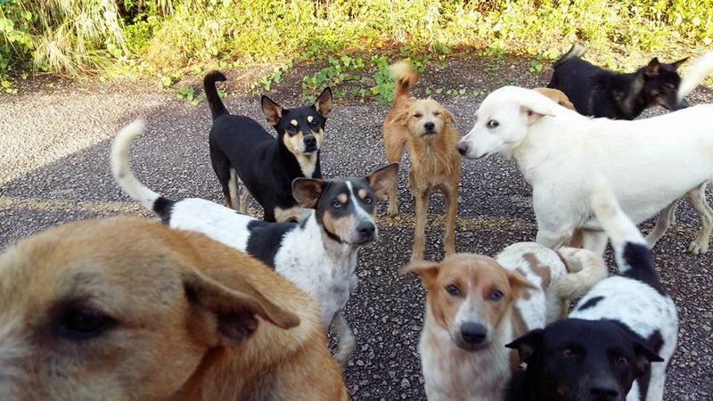The pack of dogs before they were killed. Those that aren’t known to be dead are missing. All photos: Natasha Eldred