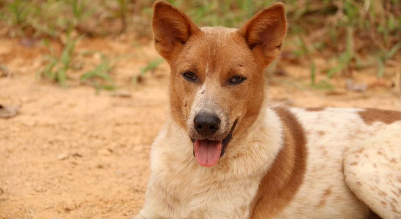 Protect all animals from harm (Stock image dog)