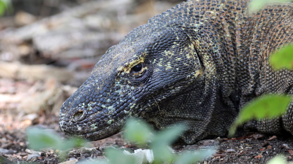 A Komodo dragon. Photo: Mongabay Indonesia