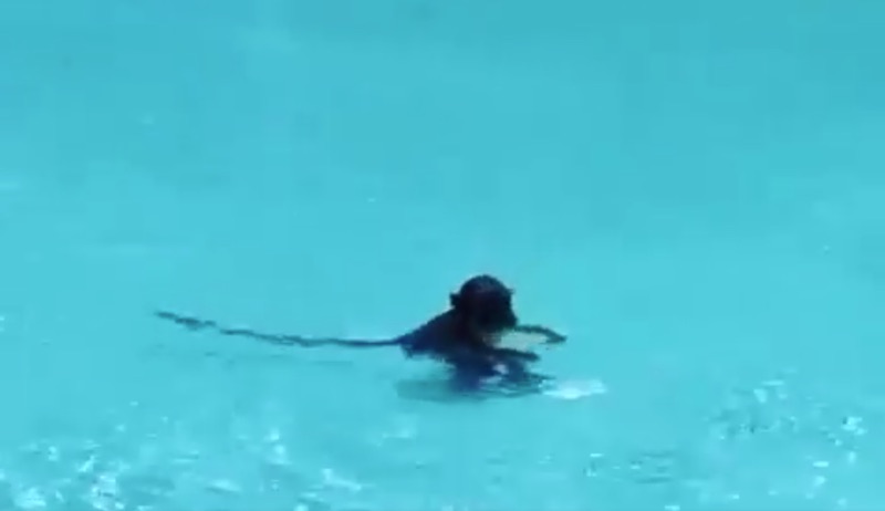 Screengrab from video