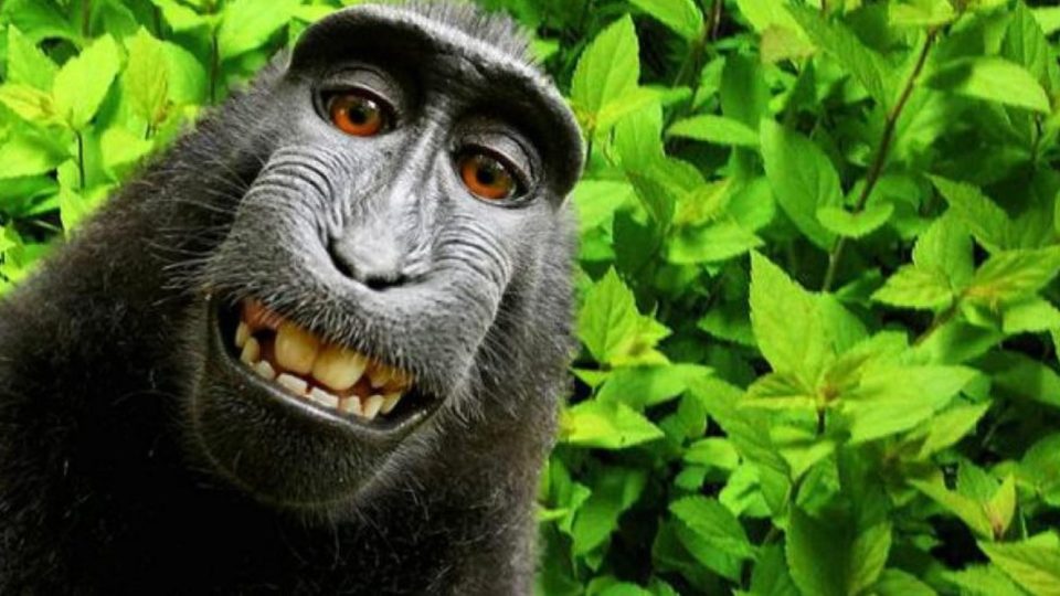 Self-portrait of a female Celebes crested macaque (Macaca nigra) in North Sulawesi, Indonesia, who had picked up photographer David Slater’s camera and photographed herself with it.