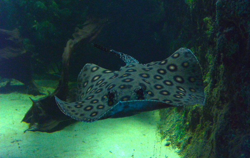 Photo: Alice Chodura / Flickr