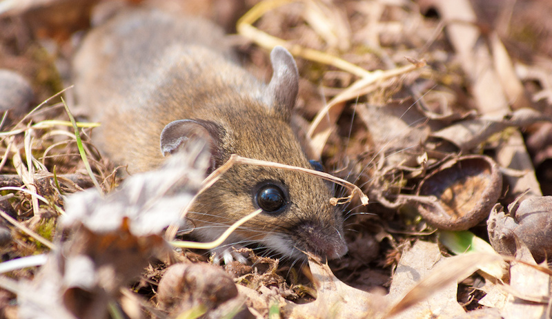 Photo: Jason Bolonski/Flickr