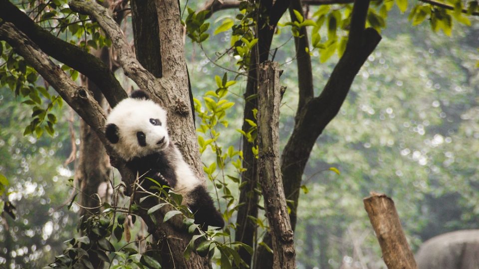 A panda at the Chengu Research Center in China. PHOTO: Theodor Lundqvist/Unsplash.com