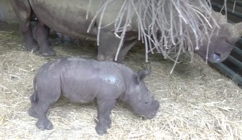 Screengrab from Wildlife Reserves Singapore video