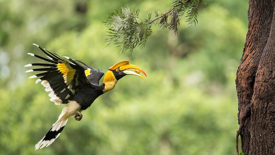 A female great hornbill carries food in her beak to feed the chicks. Photo: Wikimedia Commons / Angadachappa 