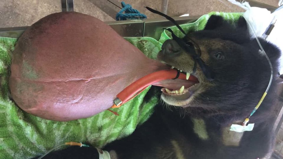 Nyan Htoo during surgery to remove his swollen tongue. Photo: University of Edinburgh