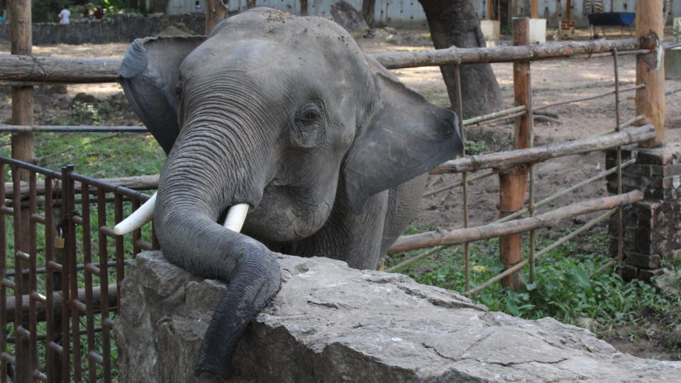 An elephant at the Yangon Zoological Garden. 